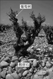 普通高等學校招生全國統(tǒng)一考試文綜乙6