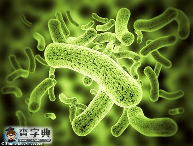 土壤中細菌可借雨水傳播1