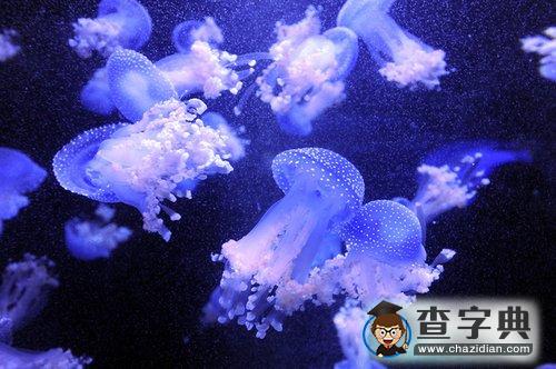 南京海底水母館開放 品種居亞洲第一3