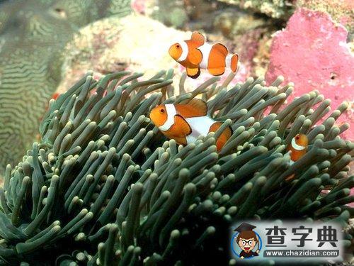 全球珊瑚礁正在加速消亡 將帶來生態(tài)災(zāi)難1