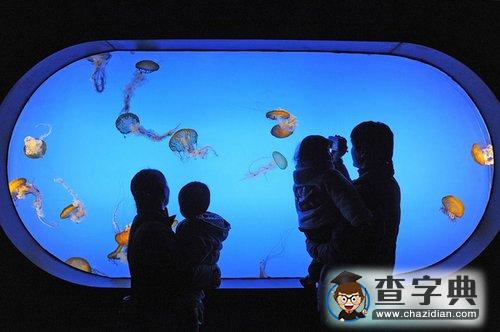 南京海底水母館開放 品種居亞洲第一1