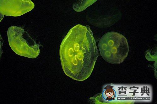 南京海底水母館開放 品種居亞洲第一2