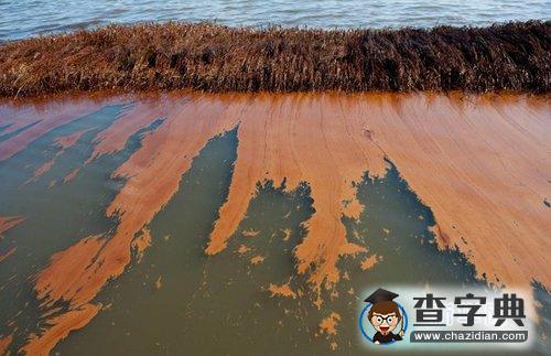 研究發(fā)現(xiàn)可清除墨西哥灣油污細(xì)菌1