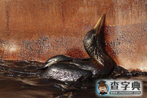 墨西哥灣“控油罩”行動(dòng)失敗1