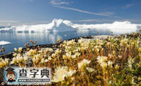 格陵蘭發(fā)現(xiàn)天然氣及含油沙1