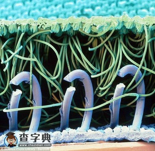 電子顯微鏡下的微觀世界3