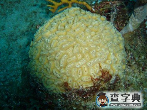 盤(pán)點(diǎn)全球六大可能滅絕的奇特珊瑚物種3