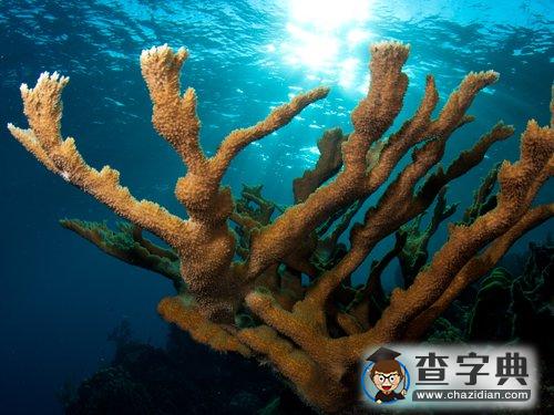盤(pán)點(diǎn)全球六大可能滅絕的奇特珊瑚物種1