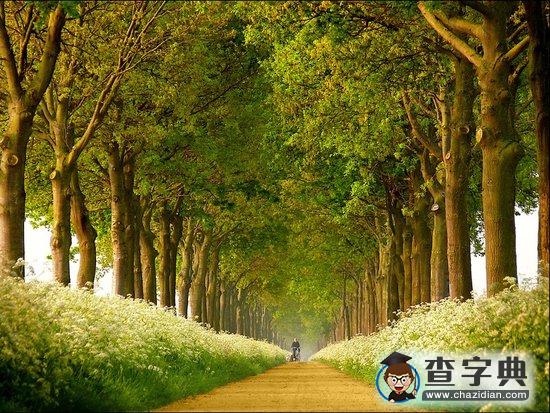 荷蘭七成城市樹木堪憂1