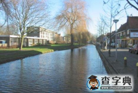 荷蘭七成城市樹木堪憂2