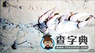 世界最深海溝發(fā)現(xiàn)大量碳2