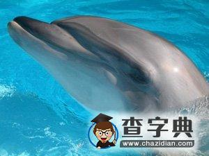 科學(xué)家新書宣稱：人類是地球上第三聰明動物2