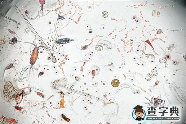 喝一口海水里面都有什么?各式活海鮮還有它們的蛋2