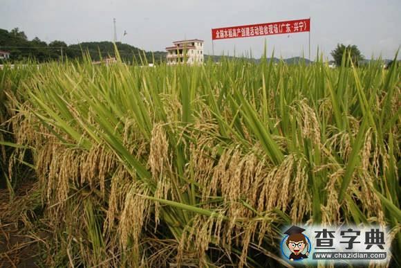 雜草“吃掉”10億人口糧:警惕雜草高抗藥性風(fēng)險1