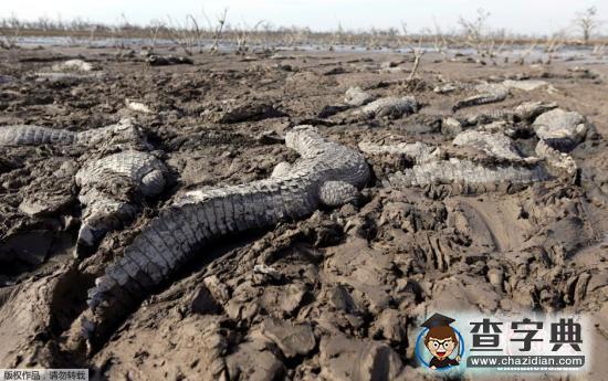 地球步入第六次“生態(tài)大滅絕”:速度之快超出預(yù)期1