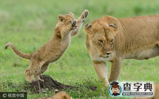 地球步入第六次“生態(tài)大滅絕”:速度之快超出預(yù)期2