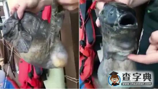 俄漁民捕獲雙嘴深海怪魚 網(wǎng)友指福島核污染所致1