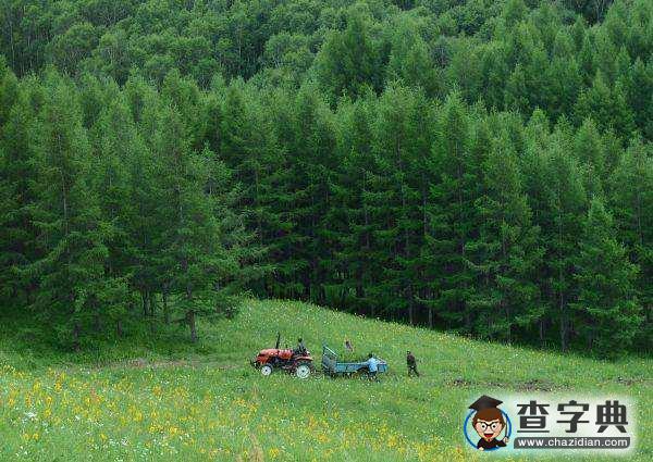 中國(guó)森林覆蓋率續(xù)增 與日本木材交易角色互換1