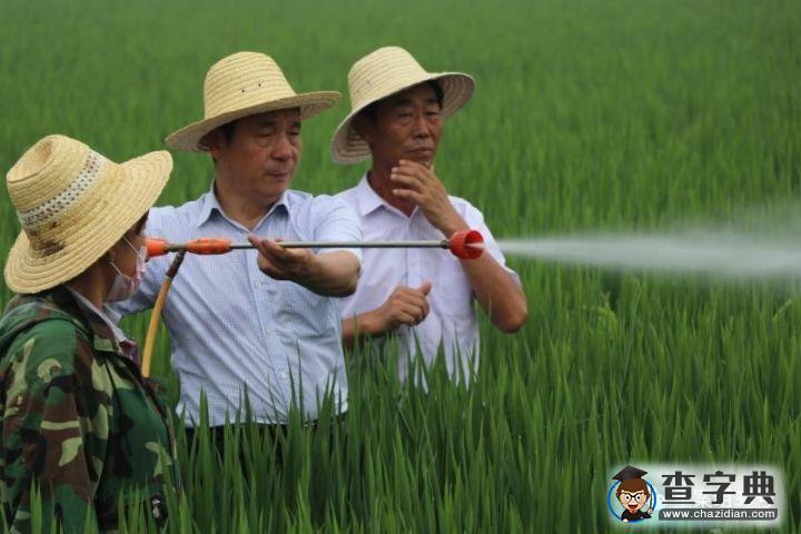 袁隆平團(tuán)隊(duì)創(chuàng)紀(jì)錄背后：追求高產(chǎn)更高產(chǎn)是永恒的主題3