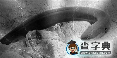 世界首個模擬發(fā)電細胞“電器官”問世1