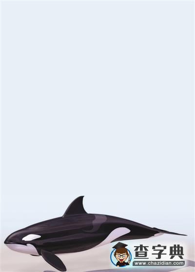 鯨魚(yú)擱淺再度引發(fā)熱議 磁場(chǎng)異常使其犯方向性錯(cuò)誤？1