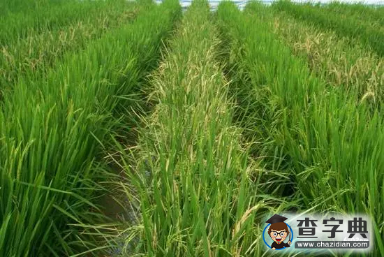 中國轉(zhuǎn)基因大米獲美食用許可 國內(nèi)產(chǎn)業(yè)化種植成難題1