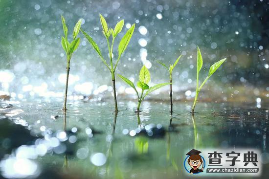 春天最后一個(gè)節(jié)氣！谷雨節(jié)氣有哪些講究你都知道嗎？4
