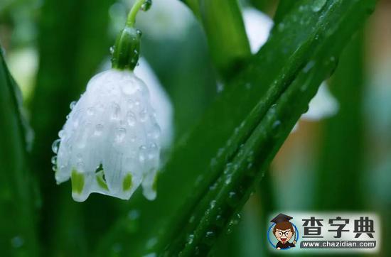 春天最后一個(gè)節(jié)氣！谷雨節(jié)氣有哪些講究你都知道嗎？1