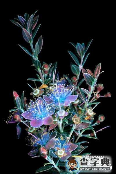 【科幻還是科學(xué)？】紫外光下的鮮花，你還能說出他們的名字嗎？1