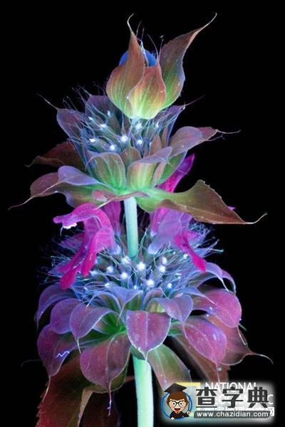 【科幻還是科學(xué)？】紫外光下的鮮花，你還能說出他們的名字嗎？2