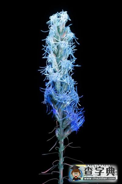 【科幻還是科學(xué)？】紫外光下的鮮花，你還能說出他們的名字嗎？3