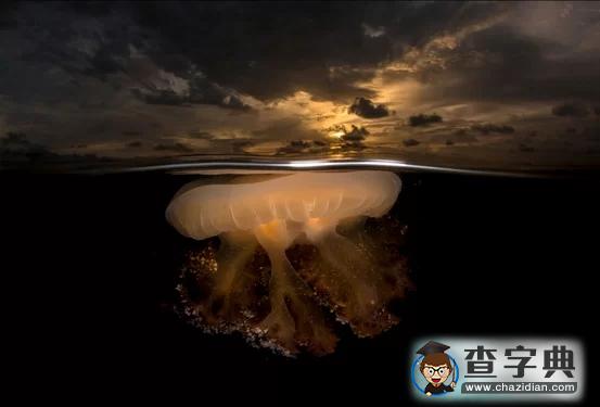 瘋狂奇妙的大自然：老鷹爭(zhēng)搶死雞展示“圓圈的力量”13