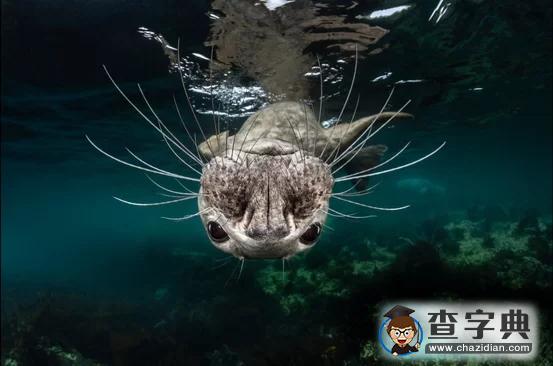 瘋狂奇妙的大自然：老鷹爭(zhēng)搶死雞展示“圓圈的力量”7