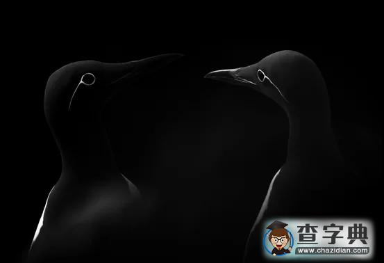 瘋狂奇妙的大自然：老鷹爭(zhēng)搶死雞展示“圓圈的力量”12