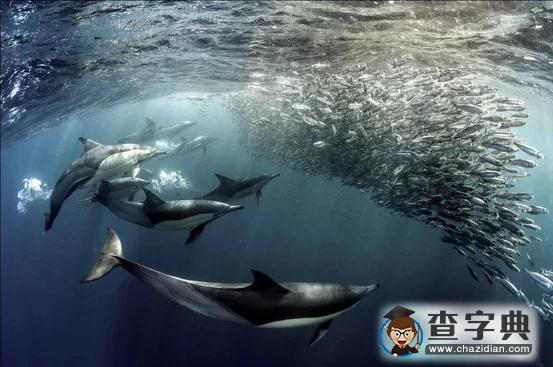 瘋狂奇妙的大自然：老鷹爭(zhēng)搶死雞展示“圓圈的力量”8