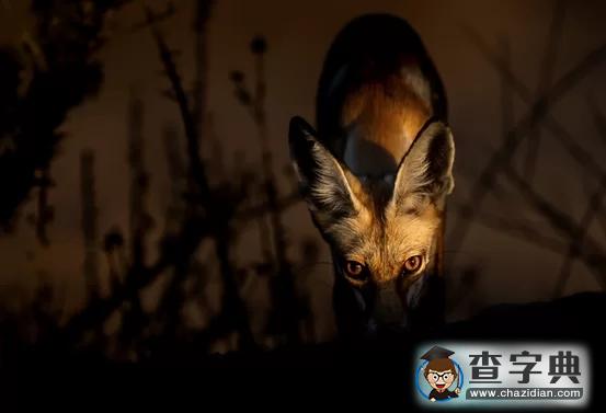 瘋狂奇妙的大自然：老鷹爭(zhēng)搶死雞展示“圓圈的力量”10