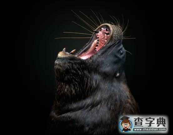 瘋狂奇妙的大自然：老鷹爭(zhēng)搶死雞展示“圓圈的力量”11