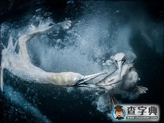 瘋狂奇妙的大自然：老鷹爭(zhēng)搶死雞展示“圓圈的力量”4