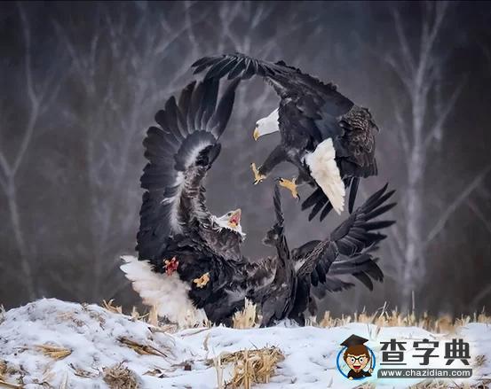 瘋狂奇妙的大自然：老鷹爭(zhēng)搶死雞展示“圓圈的力量”1