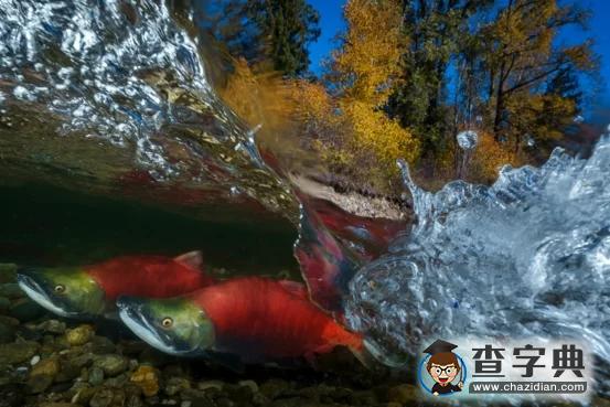 瘋狂奇妙的大自然：老鷹爭(zhēng)搶死雞展示“圓圈的力量”14