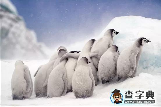 瘋狂奇妙的大自然：老鷹爭(zhēng)搶死雞展示“圓圈的力量”2