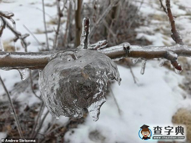 大自然鬼斧神工：美國極寒天氣現(xiàn)“幽靈蘋果”奇觀6