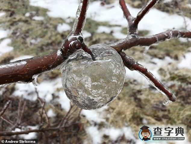 大自然鬼斧神工：美國極寒天氣現(xiàn)“幽靈蘋果”奇觀1