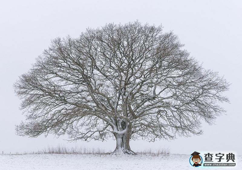 一顆老橡樹的四季輪回：從春天吐嫩芽到冬天被白雪覆蓋2