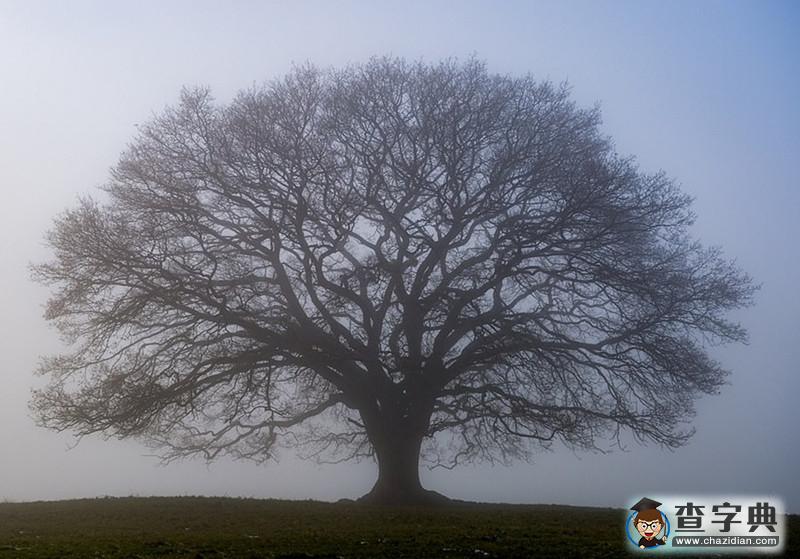 一顆老橡樹的四季輪回：從春天吐嫩芽到冬天被白雪覆蓋9