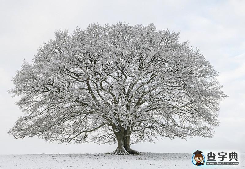 一顆老橡樹的四季輪回：從春天吐嫩芽到冬天被白雪覆蓋10
