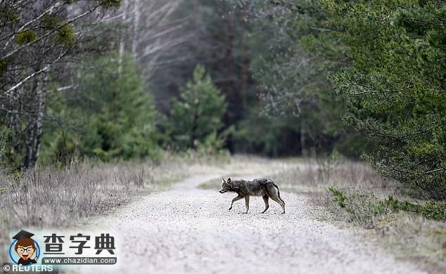 切爾諾貝利核電站禁區(qū)：現(xiàn)已成為動物的天堂！5