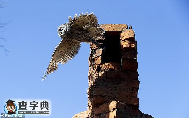 切爾諾貝利核電站禁區(qū)：現(xiàn)已成為動物的天堂！7