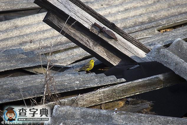 切爾諾貝利核電站禁區(qū)：現(xiàn)已成為動物的天堂！4