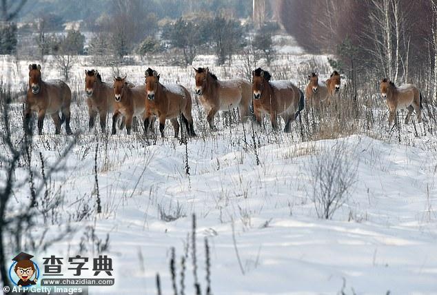 切爾諾貝利核電站禁區(qū)：現(xiàn)已成為動物的天堂！1